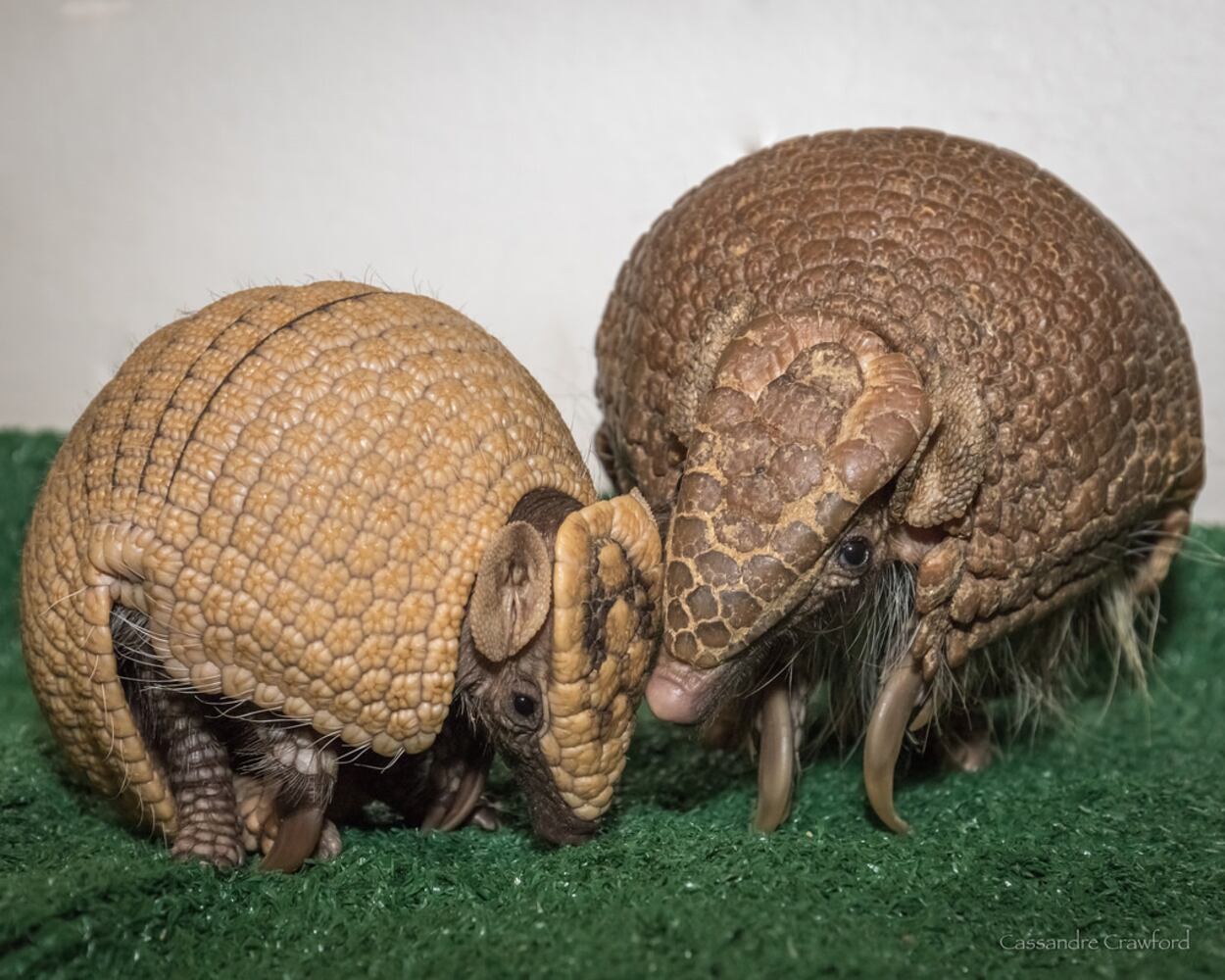 PHOTOS: Fall in love with Cincinnati Zoo babies