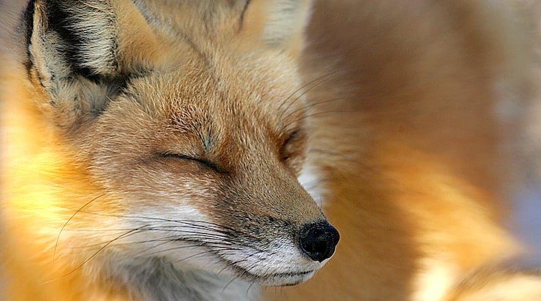 A red fox naps in the spring sun at Bruckner Nature Center.
