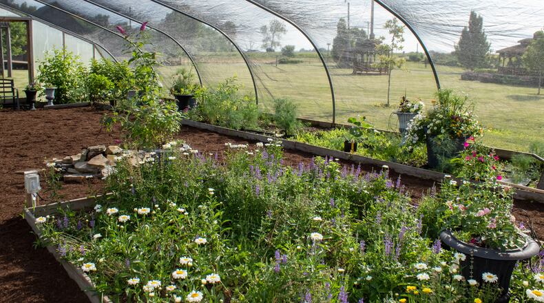 Meadow View Grower’s (MVG) Butterfly and Monarch Habitat will reopen for its sixth year on Monday at 755 N. Dayton Lakeview Road in New Carlisle. Contributed/MVG