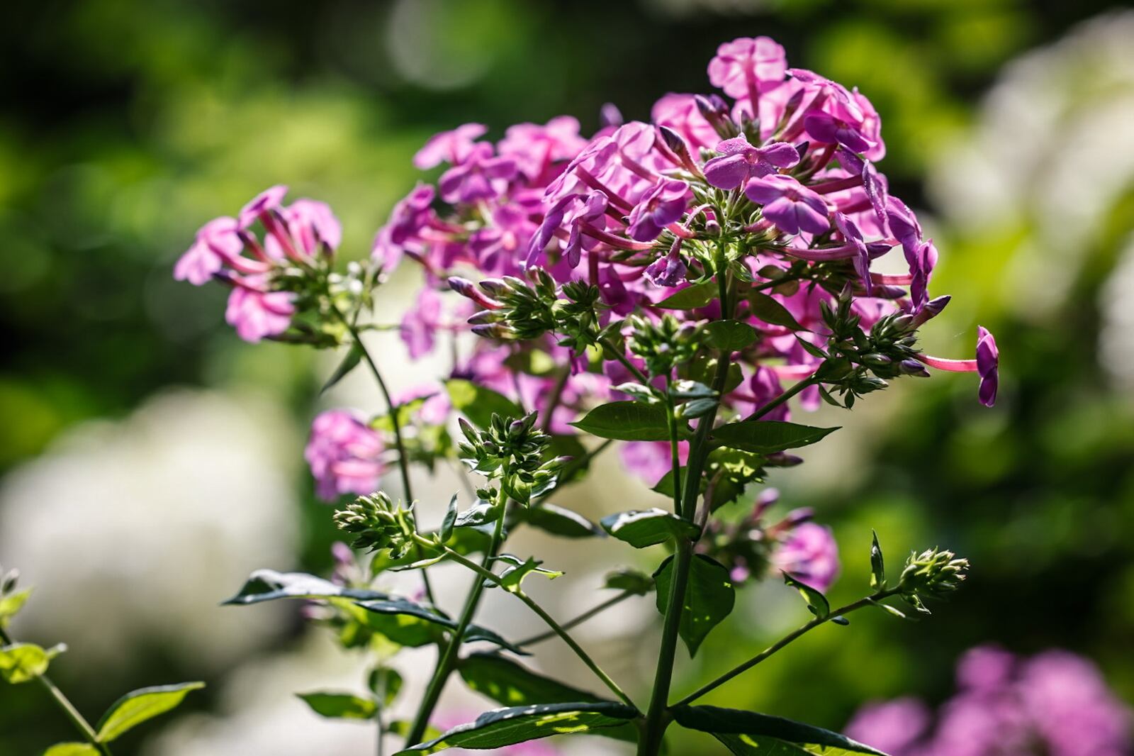 Jessie Bange grows a large variety of shade- and sun-loving plants, including this tall highbred phlox. JIM NOELKER/STAFF