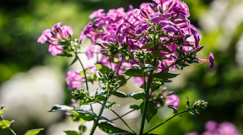 Jessie Bange grows a large verity of shade and sun loving plants including this tall highbred phlox. JIM NOELKER/STAFF