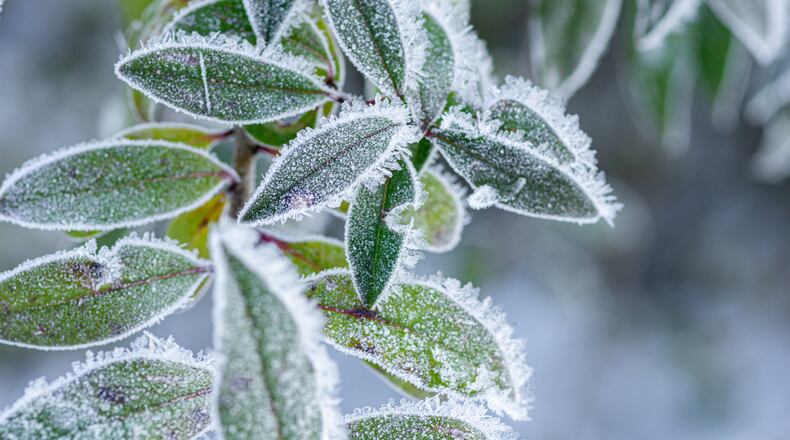Winter brings to plants desiccation, frost heaving, sunscald, and frost cracks. iSTOCK/COX