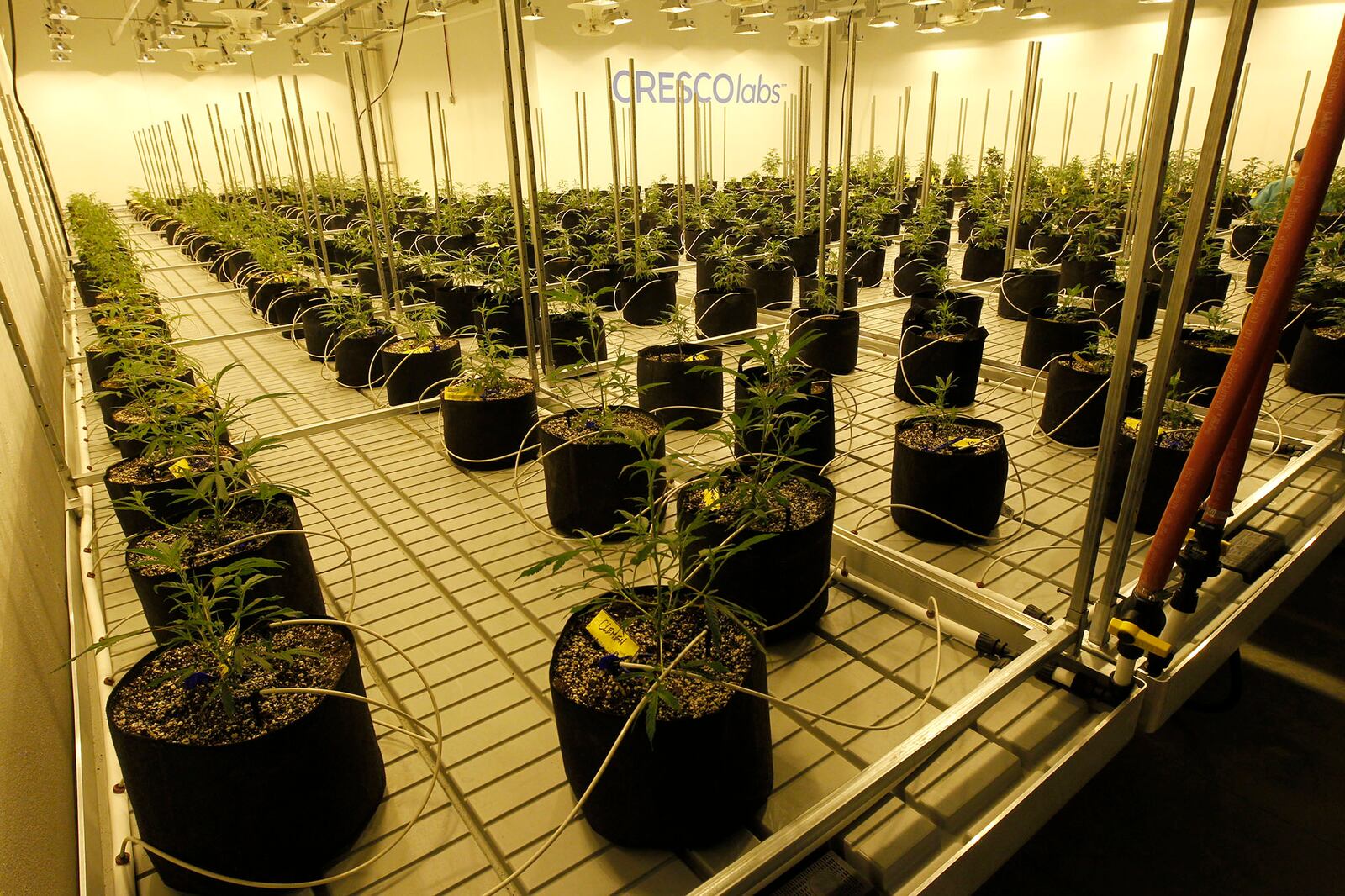 Medical marijuana cultivator and processor Cresco Labs, hosted a ribbon cutting at its Yellow Springs facility on Monday to mark the first cultivation of plants.  Marijuana plants inside the building.  TY GREENLEES / STAFF