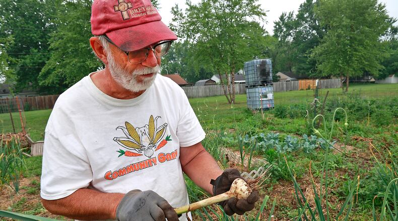 John Krabacher looks over a garlic bulb he pulled from the New Carlisle Community Garden Tuesday, June 27, 2023. BILL LACKEY/STAFF