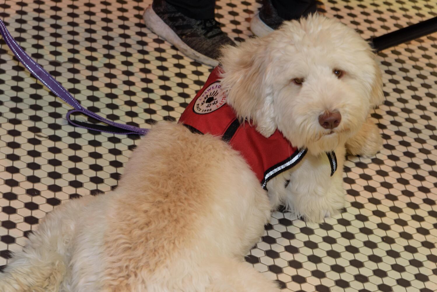 PHOTOS: Did we spot you at the Pet Afflaire Gala at the Dayton Arcade?