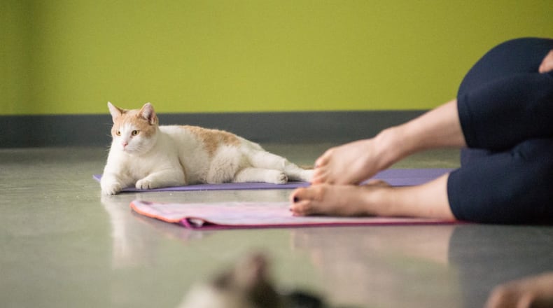 No downward dog here. SICSA of Kettering features monthly Yoga With Cats classes to bring awareness to the adoptable pets they have available. CONTRIBUTED