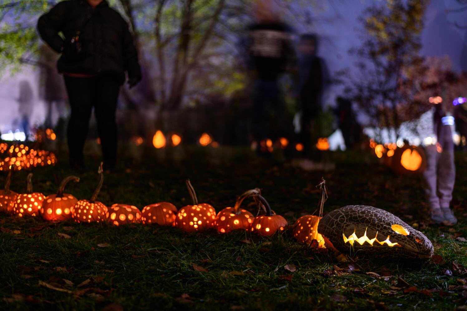PHOTOS: The Stoddard Avenue Pumpkin Glow Night 1