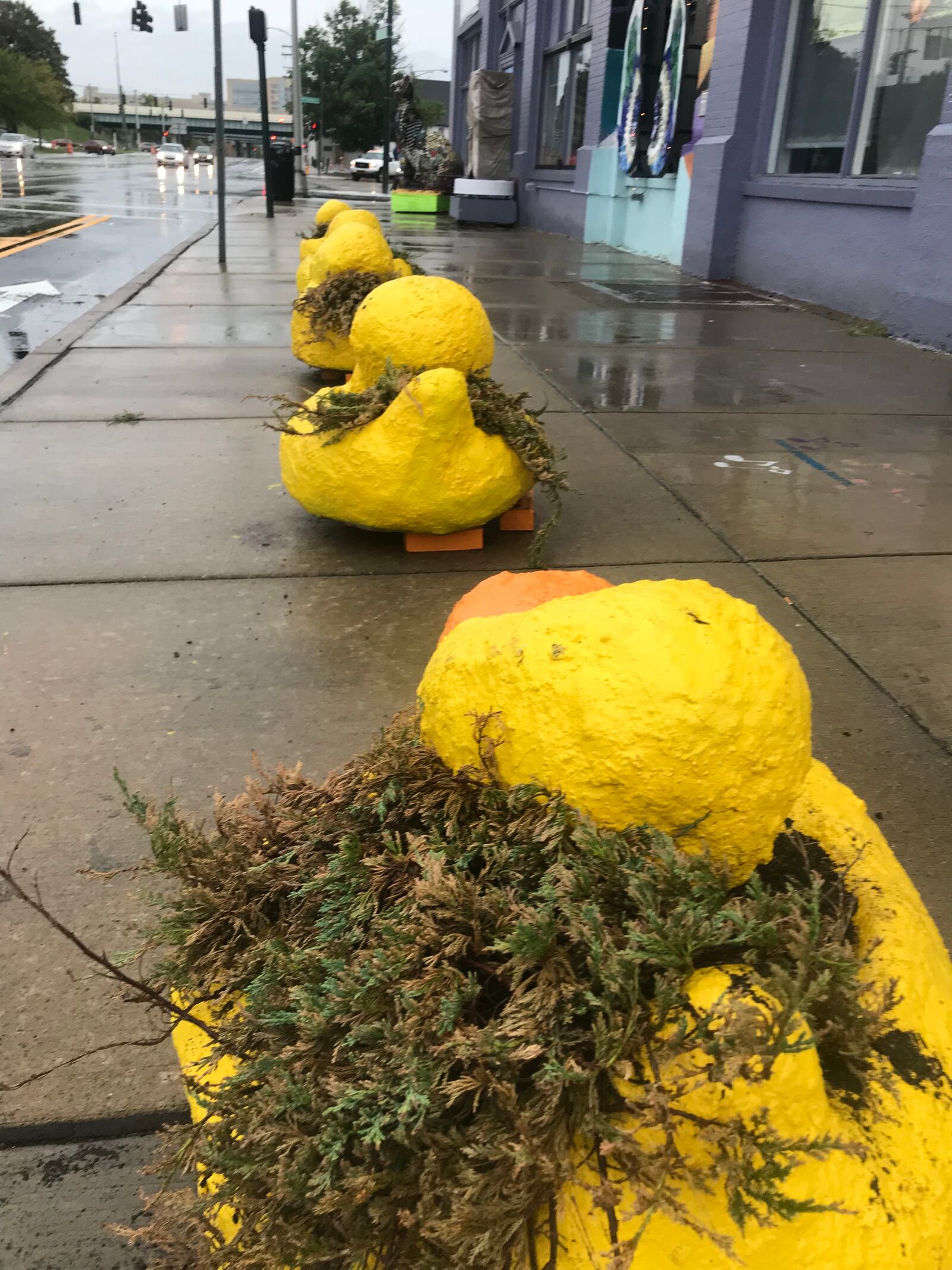 Ducks outside of K12 Gallery and Tejas  were damaged sometime after 2:15 a.m. Saturday, Sept. 15.