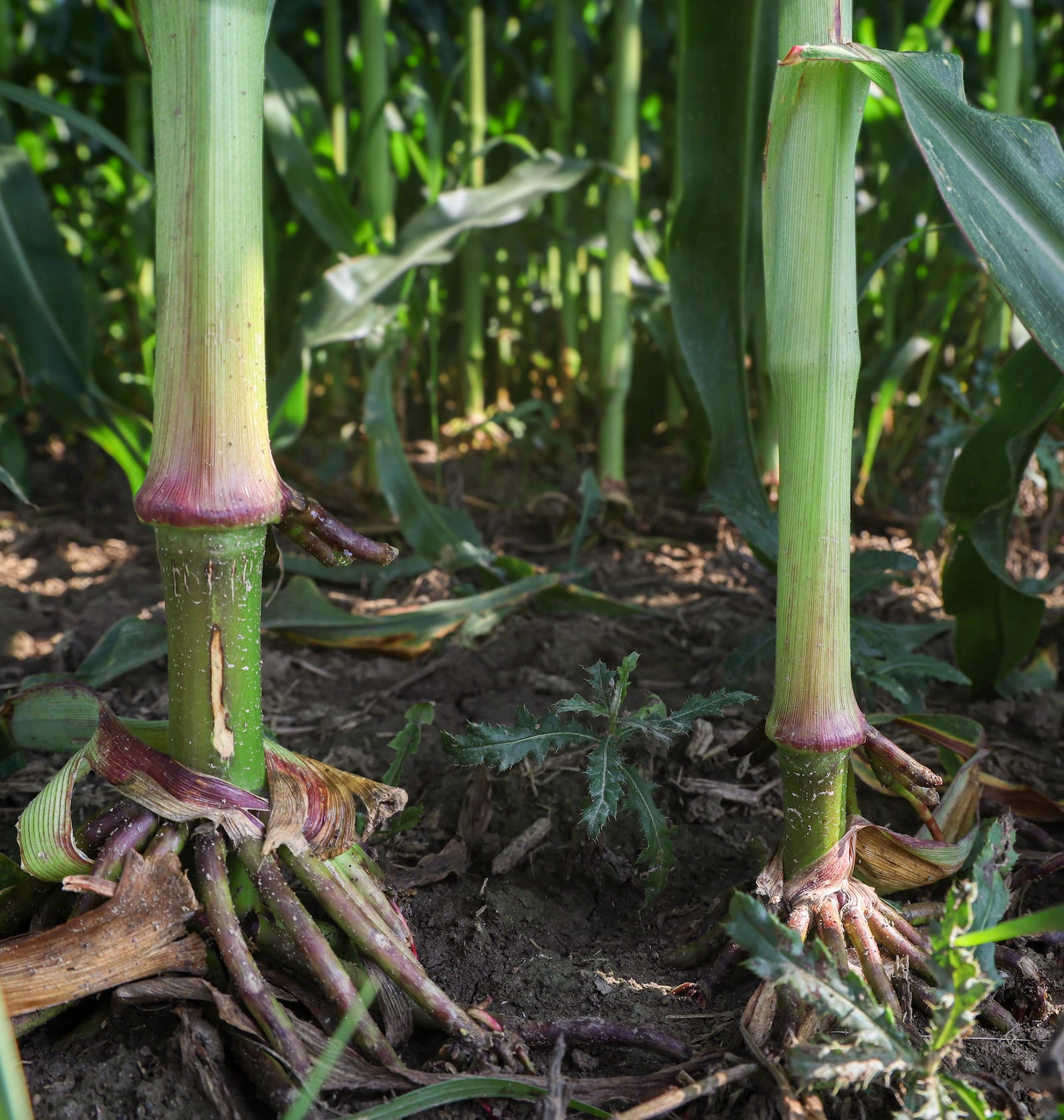 Greg McGlinch of Down Home Farms, which is located northwest of Versailles, said rows of corn are typically planted 30 inches apart, with seeds placed four to six inches apart in rows. Some farms plant 20 inches apart; he said planting closes maximizes sunlight the plants can absorb and helps limit weed growth. BRYANT BILLING / STAFF