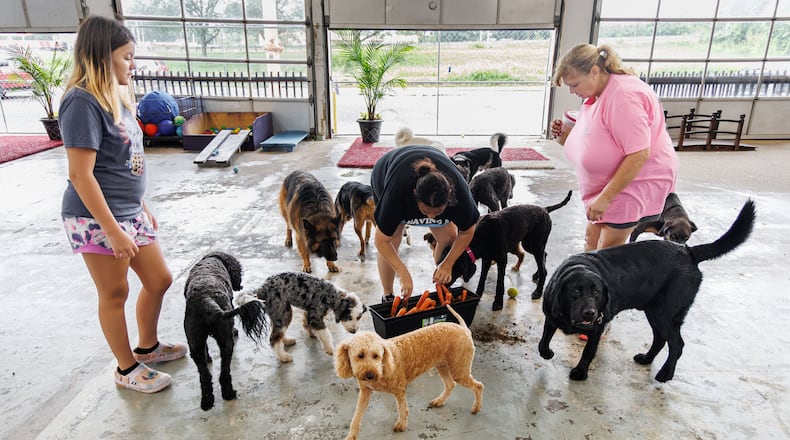 Maria Ochs (center) organizes carrots for dogs to pick out of water at Frey's Place in Moraine on Wednesday, July 16. The business, which recently relocated to the site, offers a smaller, more structured setting to work with dogs who may have limited social skills or other behavioral needs along with training reinforcement. Fischer's daughter Alamea (left) and Debra Suerdieck (right) also work at the facility. BRYANT BILLING / STAFF