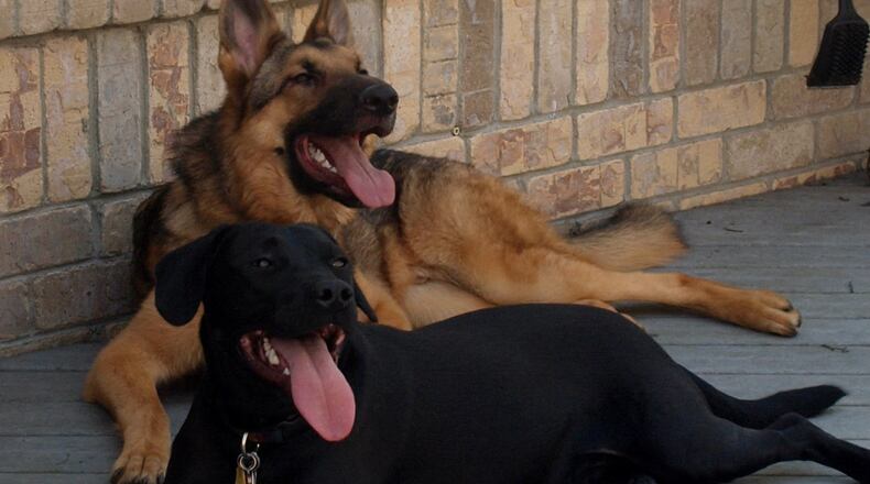 Teddy and friend, Cairo, a German shepherd, taking a break after playing in the backyard (in April 2015). KARIN SPICER/CONTRIBUTED