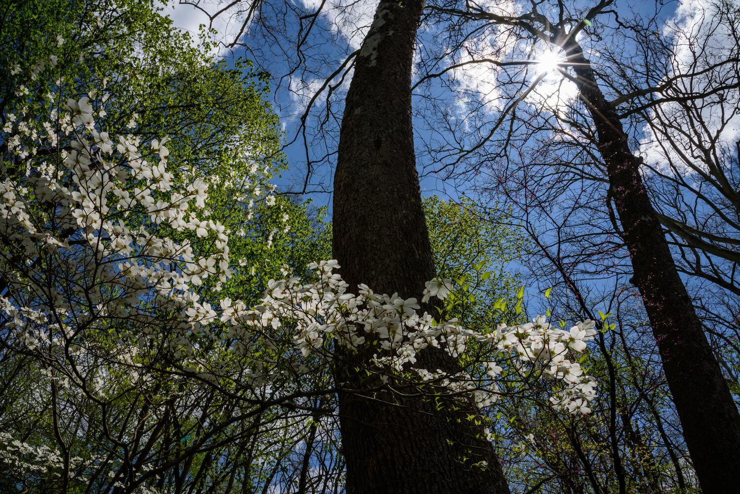 PHOTOS: Gorgeous Aullwood Garden is in full bloom