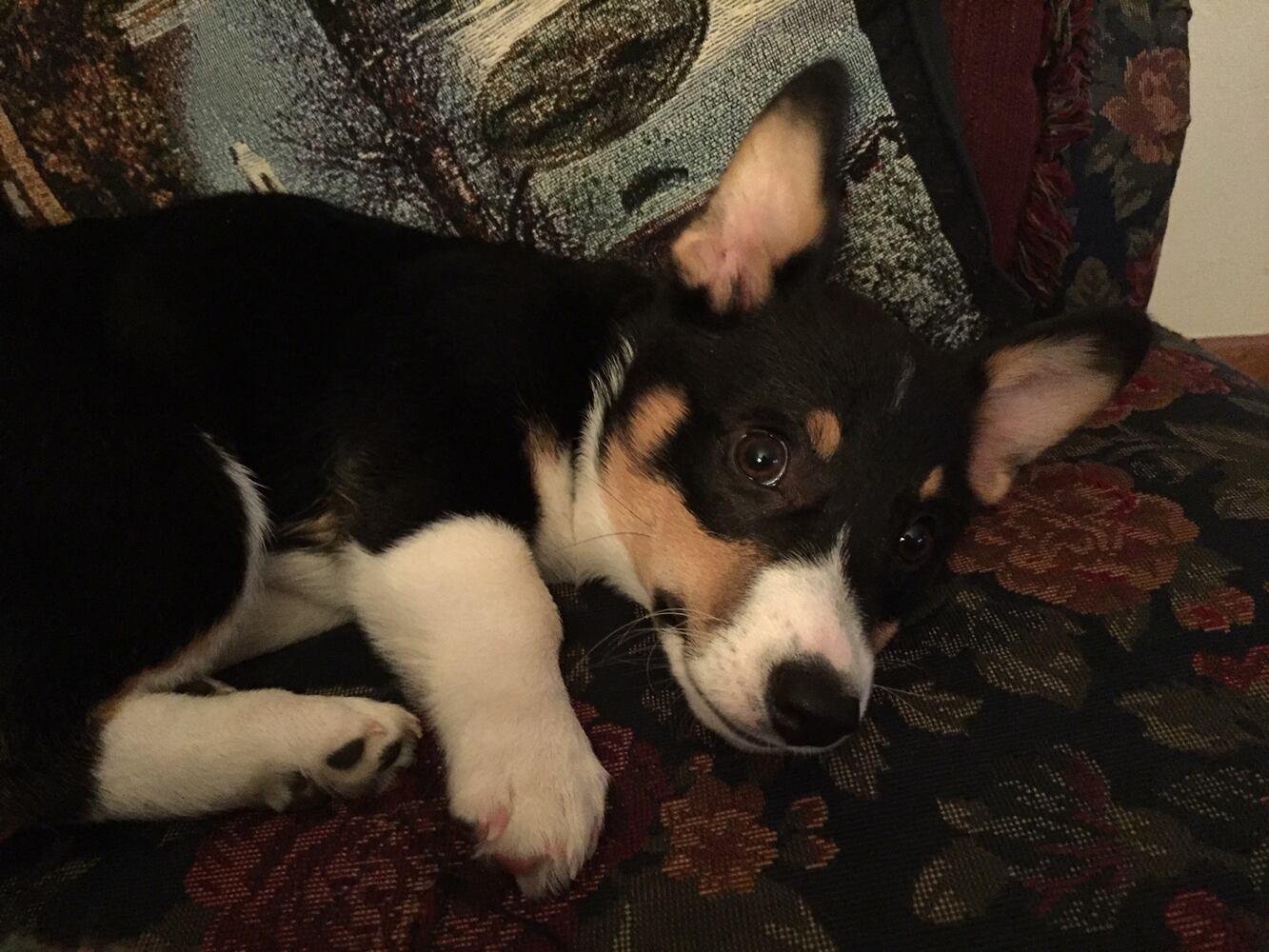 National Puppy Day staff pictures