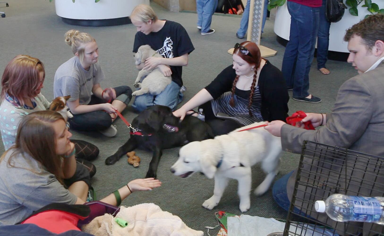 Puppy Therapy for WSU Students