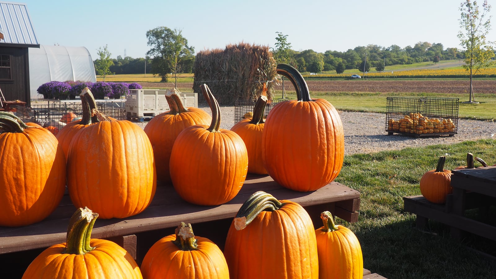 Though the Garver's own 25 acres of pumpkins have seen a 50 percent decrease in yield, owner Suzanne Garver said there will be enough pumpkins for direct customers. BRYN DIPPOLD/STAFF