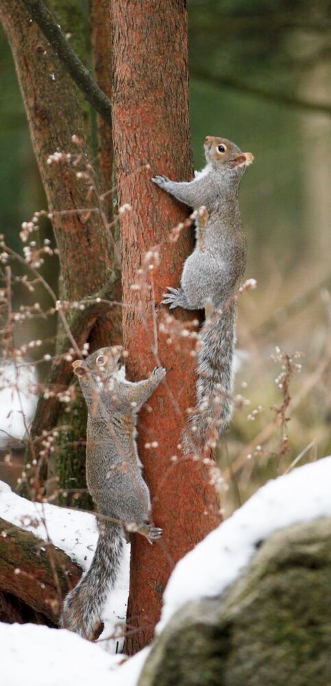 Project Feeder Watch
