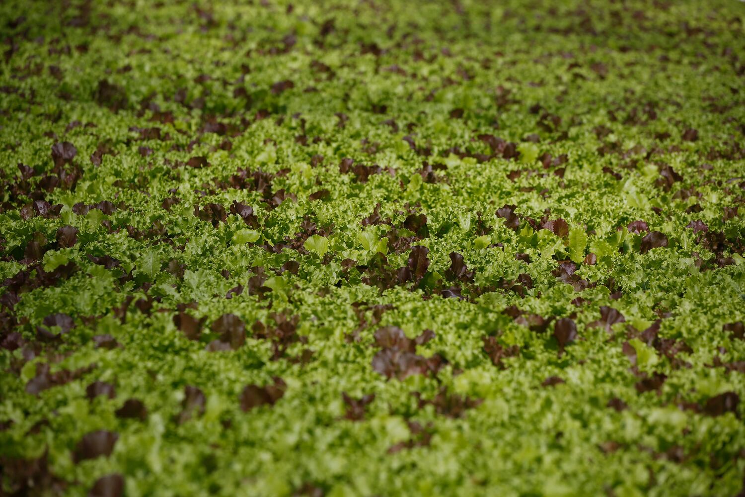 BrightFarms Ohio Greenhouse harvests first hydroponic greens in Wilmington