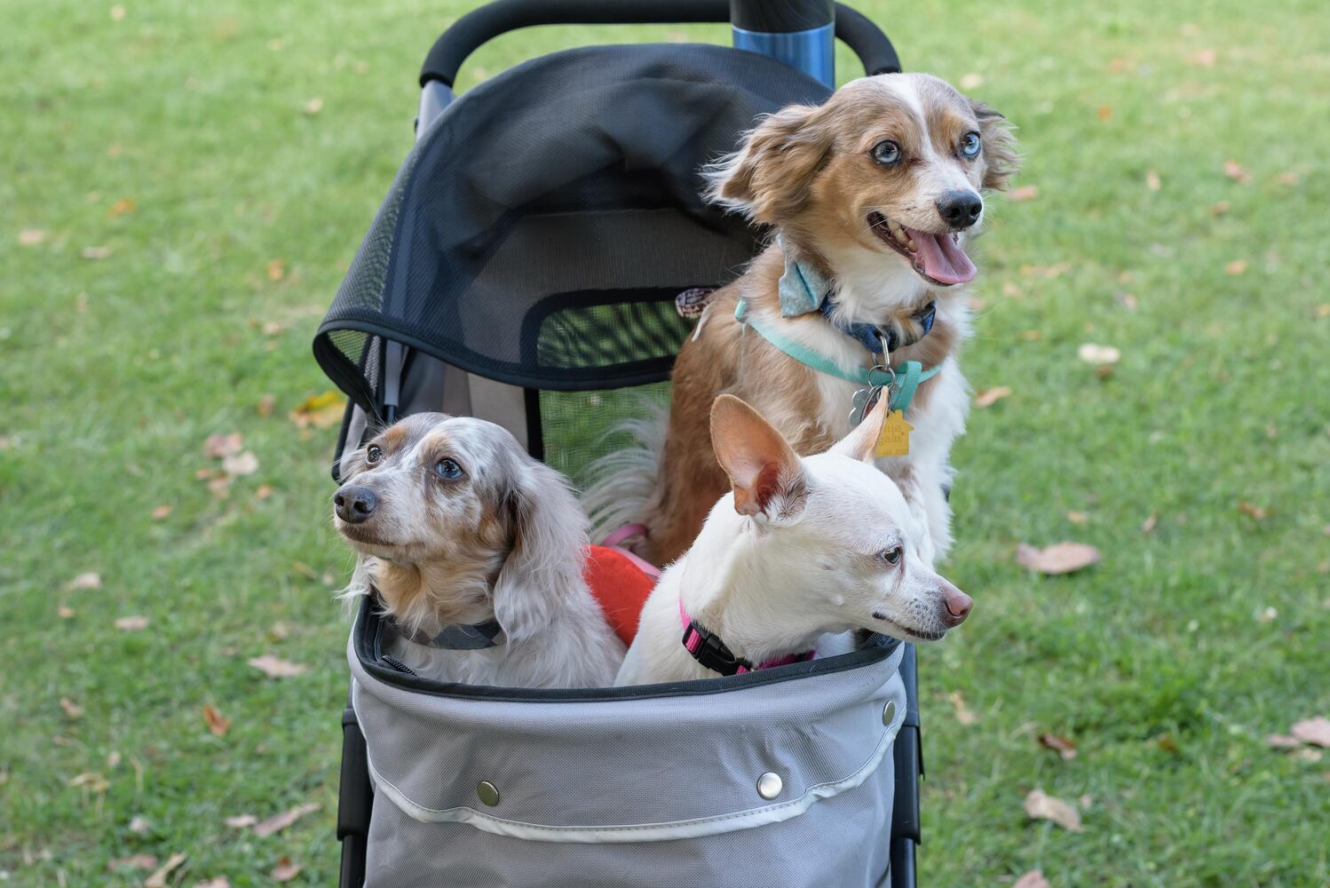 PHOTOS: 2025 PetFest at Delco Park