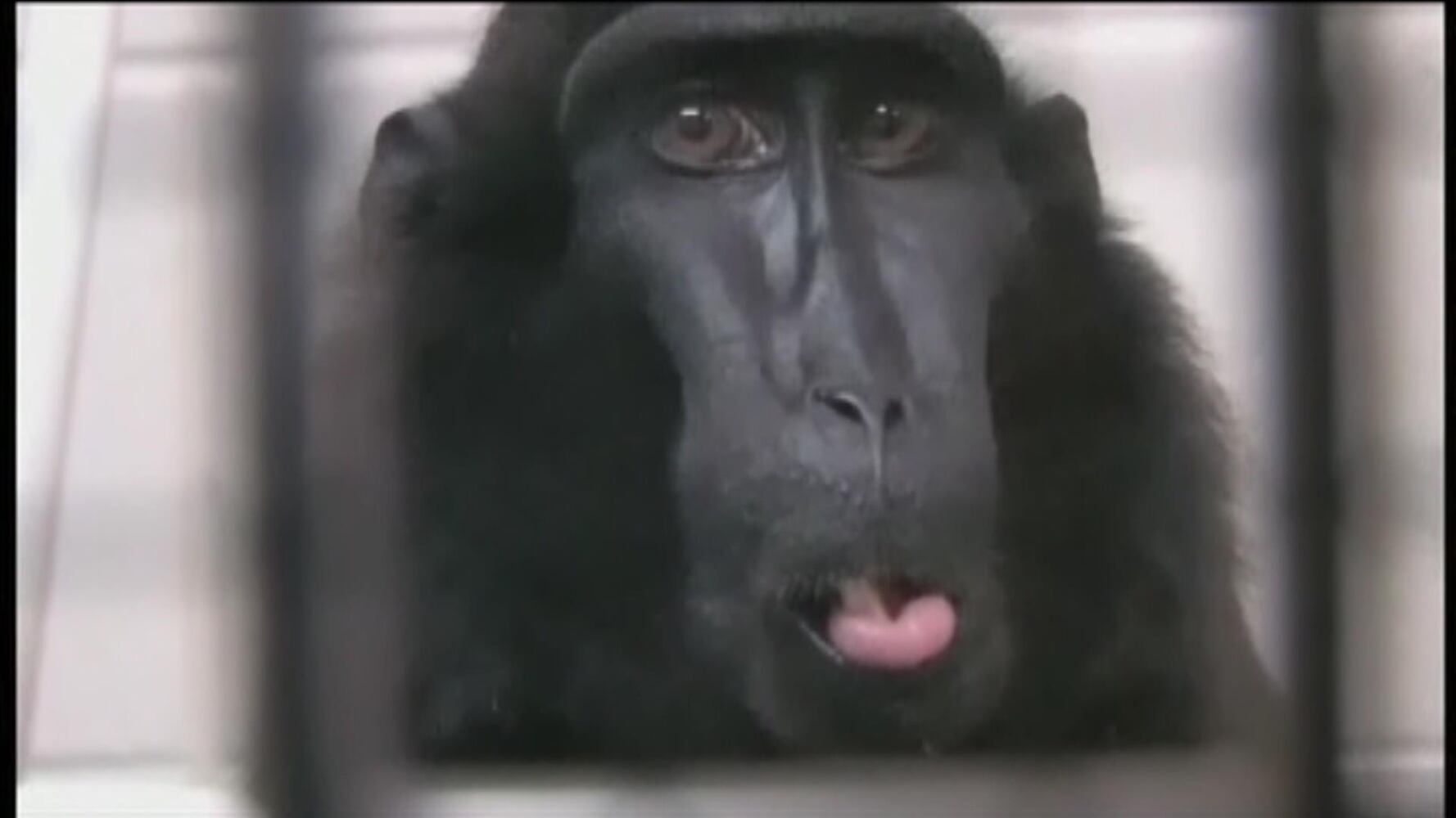 1122 Exotic animals