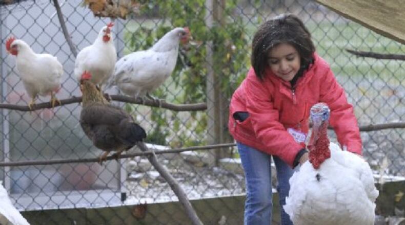 West Carrollton residents are being asked to take a survey to determine their interest in allowing small farm animals in residential neighborhoods. A similar proposal has been approved in Bath Twp. near Akron, where the girl shown in this photo lives. FILE PHOTO