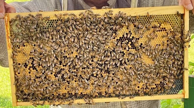 A honeybee brood frame is shown at Huffman Prairie on Wright-Patterson Air Force Base. In beekeeping, brood refers to the eggs, larvae and pupae of honeybees. CONTRIBUTED PHOTO