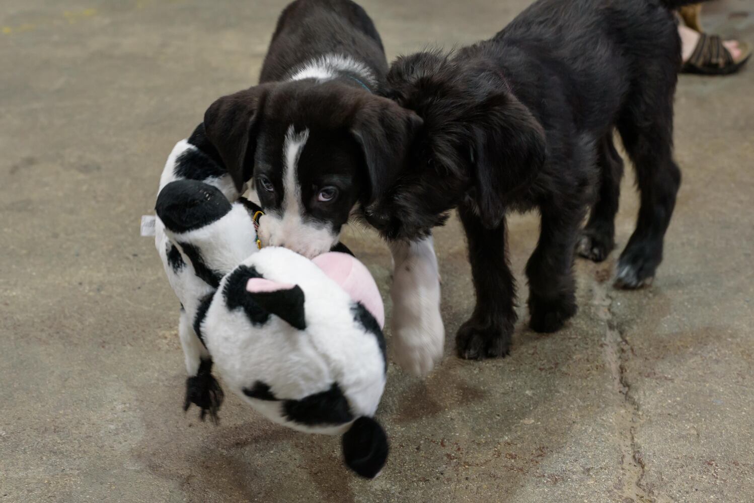 PHOTOS: Puppy Yoga with Adopt a Pit at Base Camp Outdoors Co. in downtown Dayton