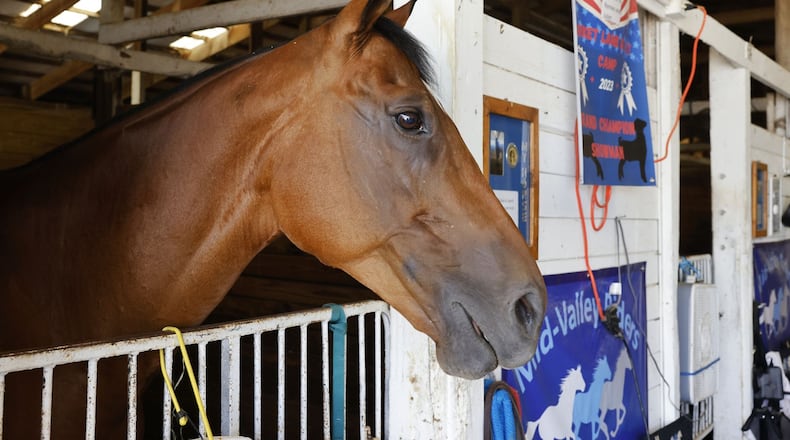 A horse rests in a stall at the Warren County Fair Wednesday, July 19, 2023 in Lebanon. NICK GRAHAM/STAFF