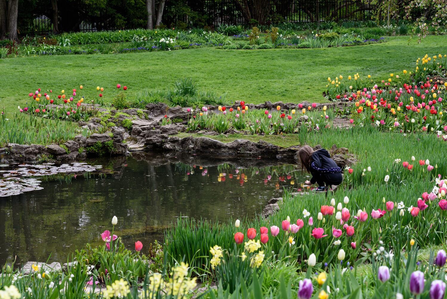 PHOTOS: Multi-colored tulips are in full bloom at Smith Memorial Gardens