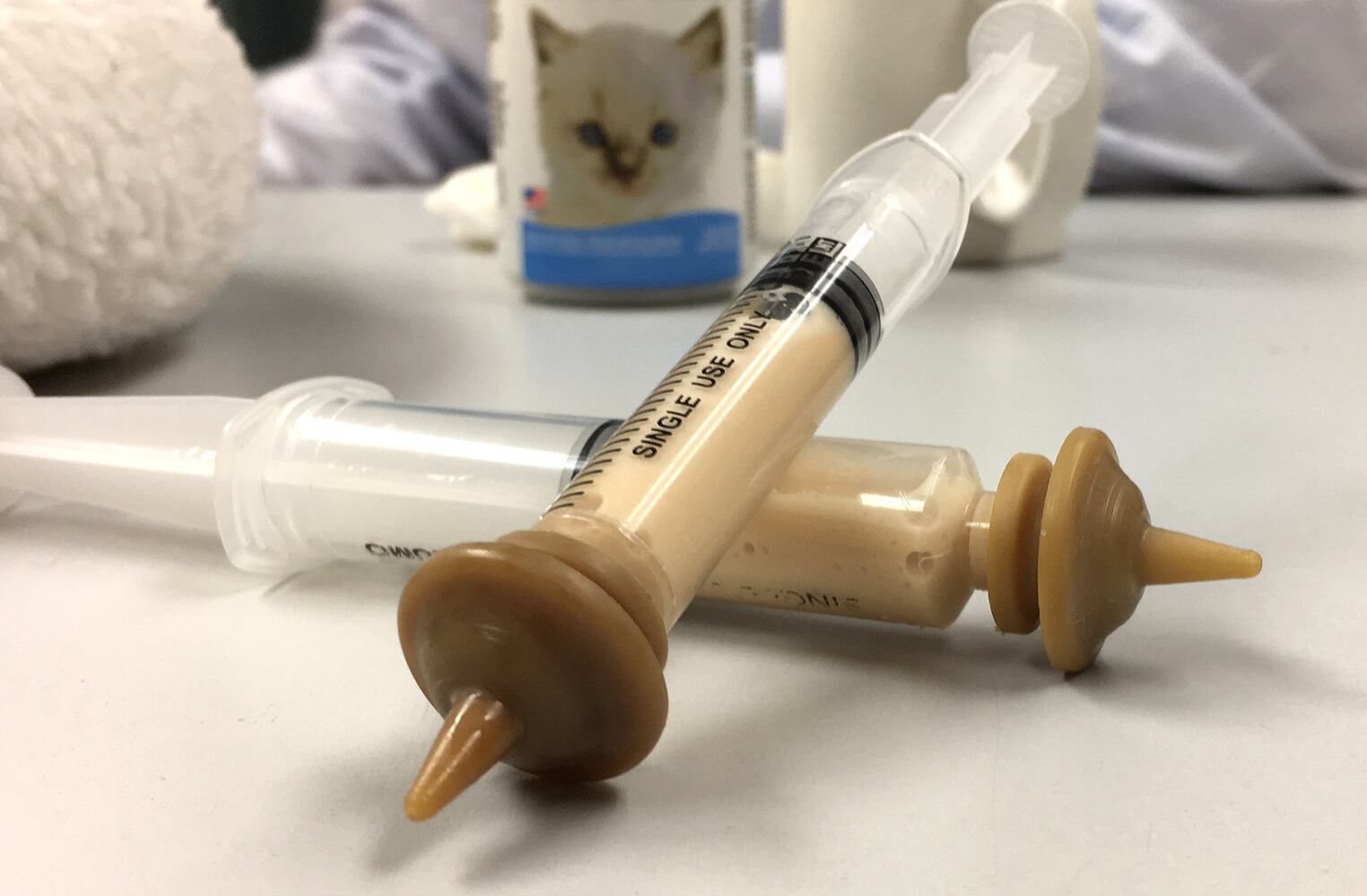 Bottle baby kittens