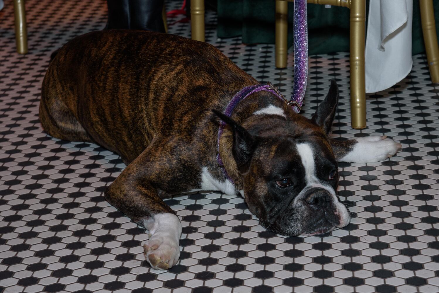 PHOTOS: Did we spot you at the Pet Afflaire Gala at the Dayton Arcade?