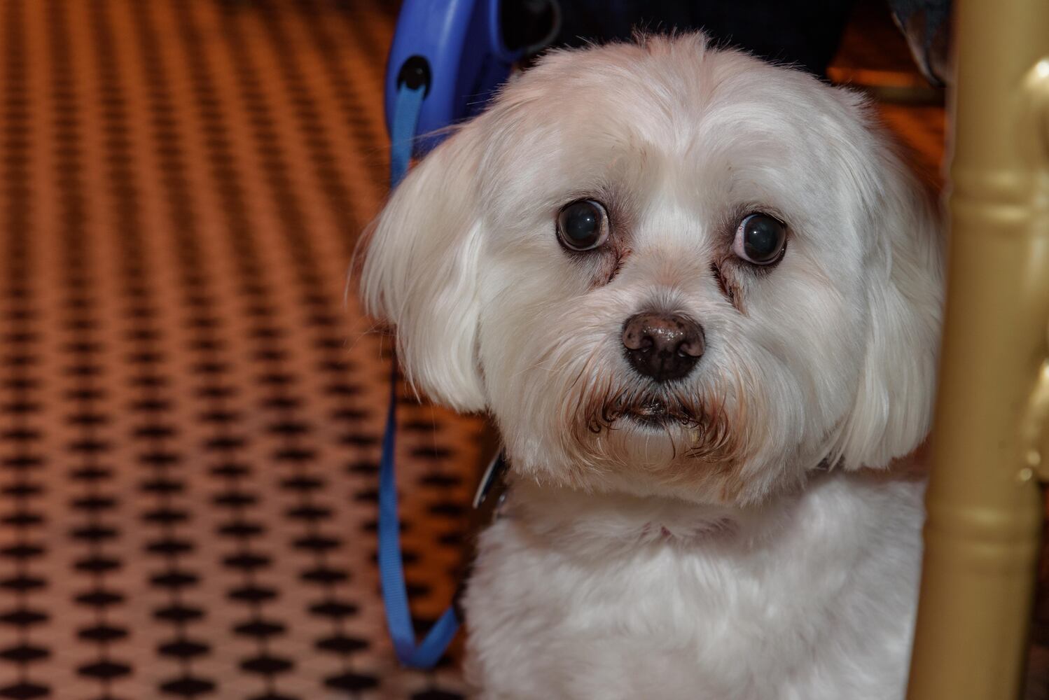 PHOTOS: Did we spot you at the Pet Afflaire Gala at the Dayton Arcade?