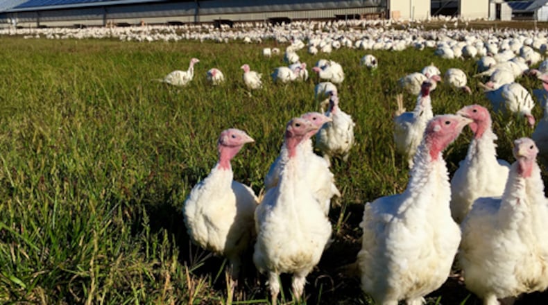 Bowman and Landes, a New Carlisle turkey farm, has a third of their barn rooftops covered with 576 electricity-generating solar panels.