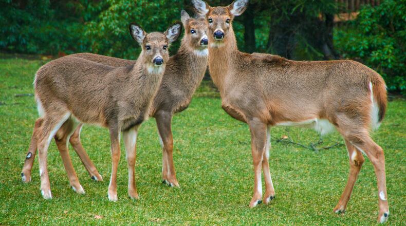 The Fall 2019 Seasonal Smarts Digest by Farmers Insurance encourages drivers to keep an eye out for unexpected wildlife when they hit the roads this fall. Metro News Service photo
