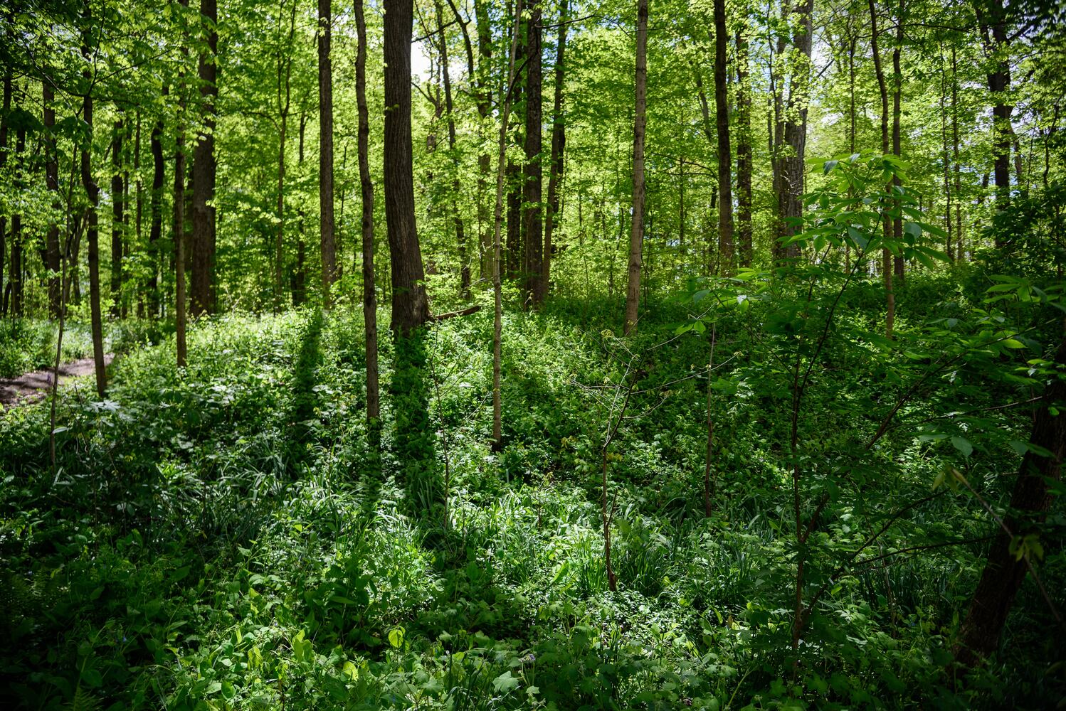 PHOTOS: Gorgeous Aullwood Garden is in full bloom