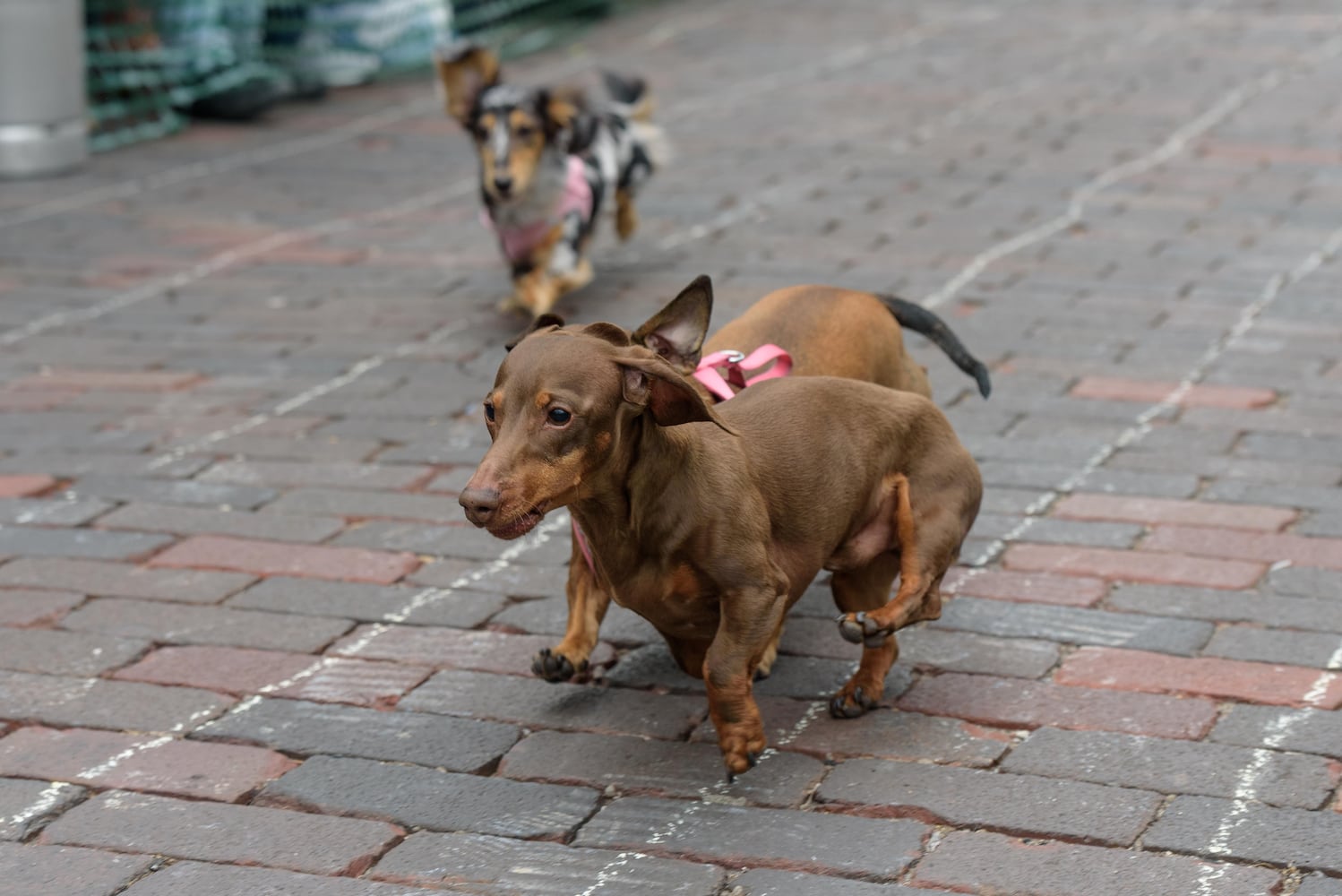 PHOTOS: 6th annual Derby Day Wiener Dog Races in The Oregon District