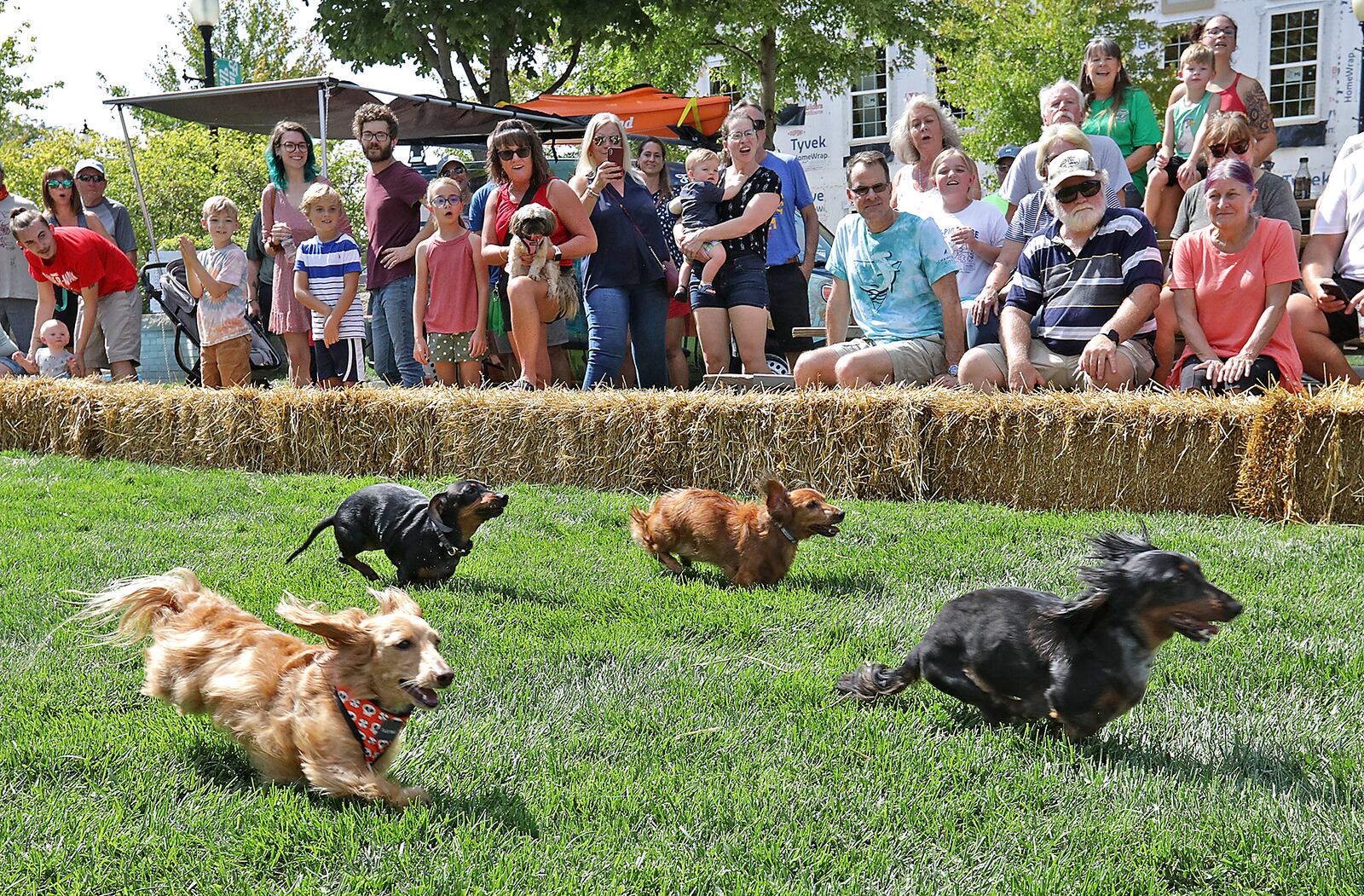 The 2022 Champion City Wiener Dog Race at National Road Commons will be a part of MustardFEST, Sept. 17 and 18 in Springfield. BILL LACKEY/STAFF