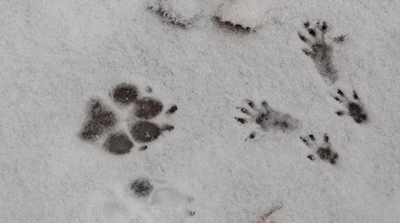 Footprints of a dog paw and the four paws of a squirrel in the snow. iSTOCK/COX