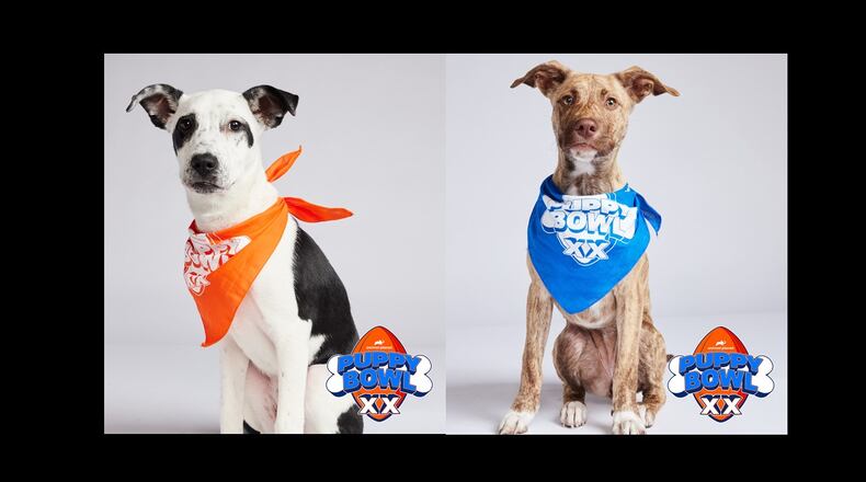 This will be the second year two puppies from the Humane Society of Greater Dayton are participating in the Puppy Bowl. This year, the pups, Cookie and Gracie (left to right), are competing on opposite teams (CONTRIBUTED PHOTOS).