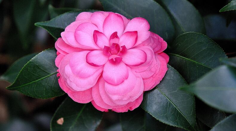Early Wonder is a true formal double Camellia japonica and is recommended for zones 7-9. (Norman Winter/TNS)