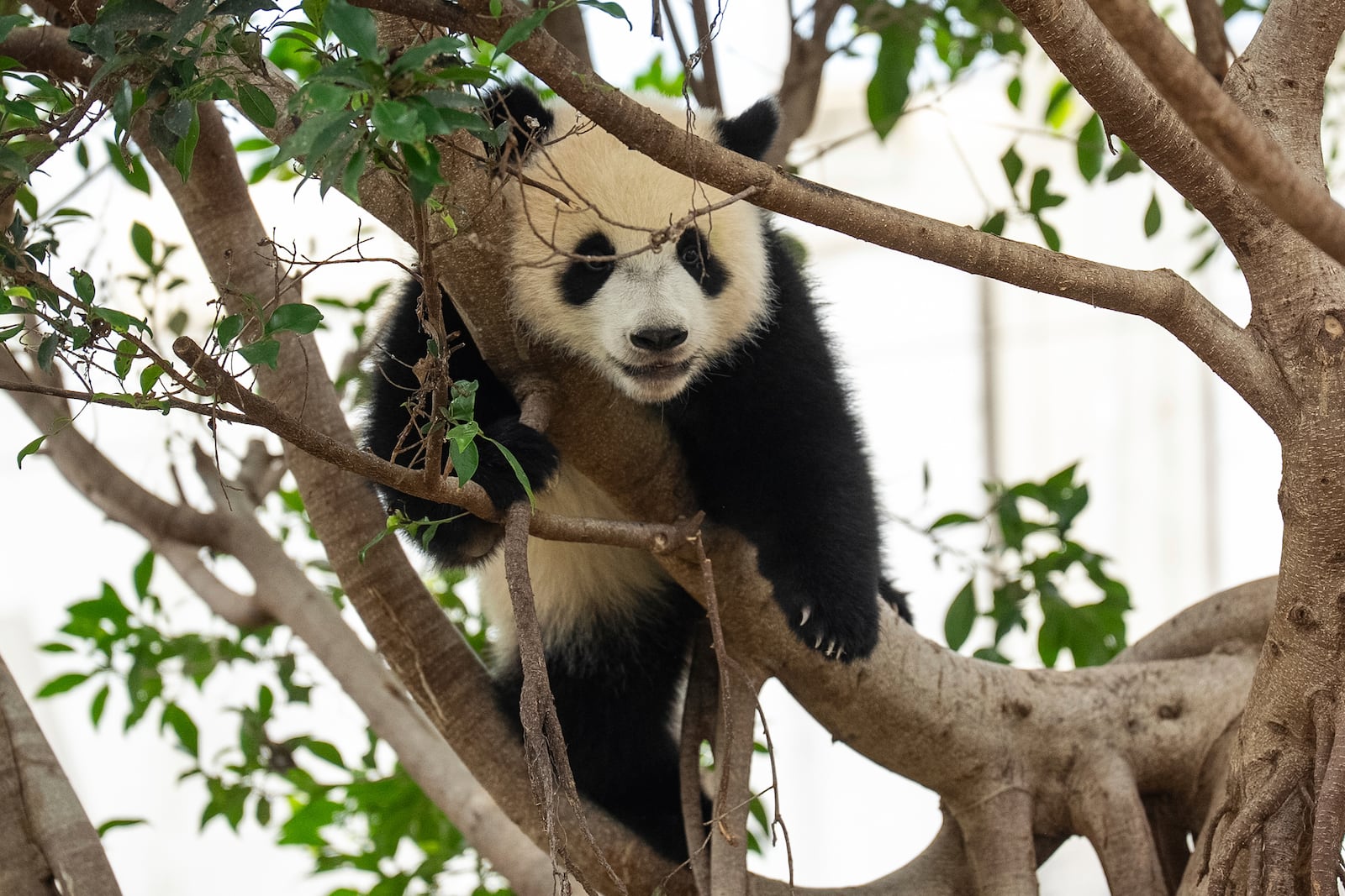 Giant panda cub De De climbs up to the tree at the enclosure in Ocean Park in Hong Kong, Tuesday, May 27, 2025. (AP Photo/Chan Long Hei)