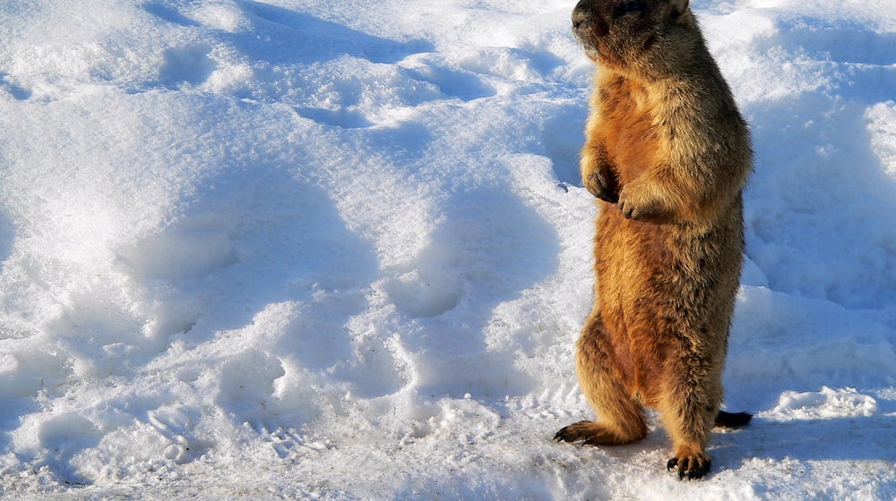 Groundhogs are Ohio's most famous true hibernators. Throughout the fall, groundhogs focus on eating, building up and storing the fat that will sustain them nutritionally from late October or early November until February or March. Groundhogs are a specific species of marmot, shown here. ISTOCK