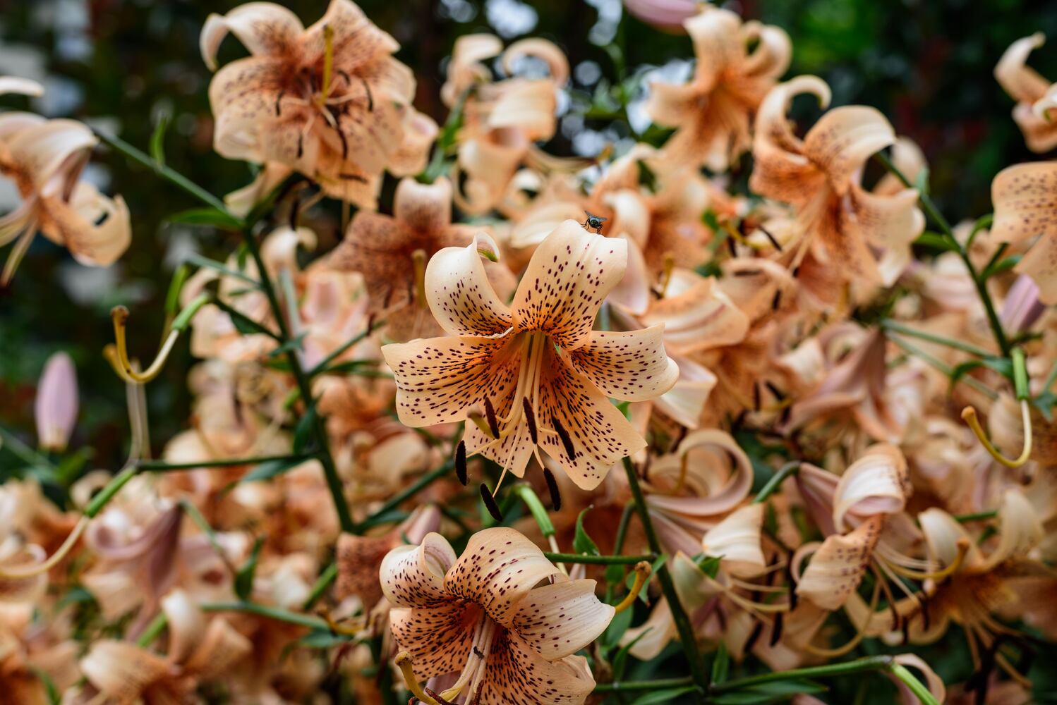 PHOTOS: 2024 St. Anne's Hill Historic District Garden Tour