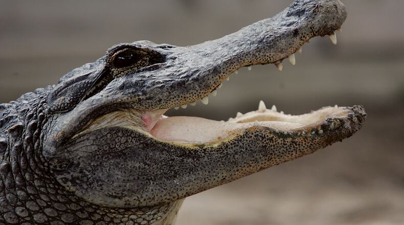 MIAMI - MAY 17:  An alligator is seen at the Gator Park in the Florida Everglades May 17, 2006 in Miami-Dade County. There has been a record three deaths attributed to alligator attacks in Florida in the month of May.  (Photo by Joe Raedle/Getty Images)
