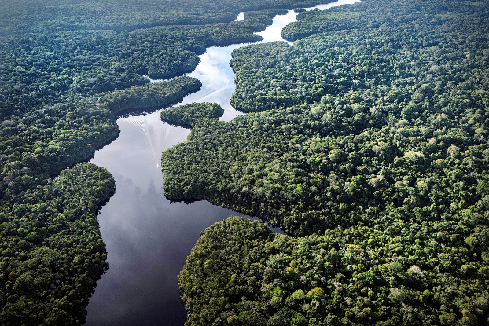 Curua River flows near the Esecaflor project, where scientists mimic drought to understand how the rainforest might respond to a drier future, in Caxiuana National Forest, Para state, Brazil, Saturday, March 22, 2025. (AP Photo/Jorge Saenz)