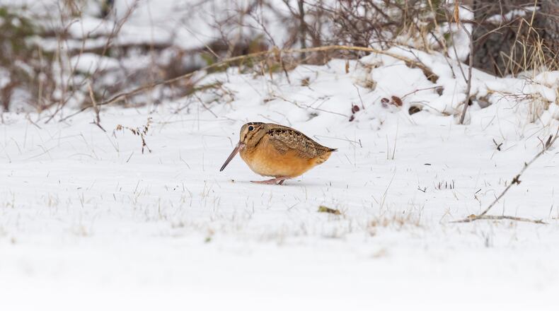 An American Woodcock in snow. iSTOCK/COX
