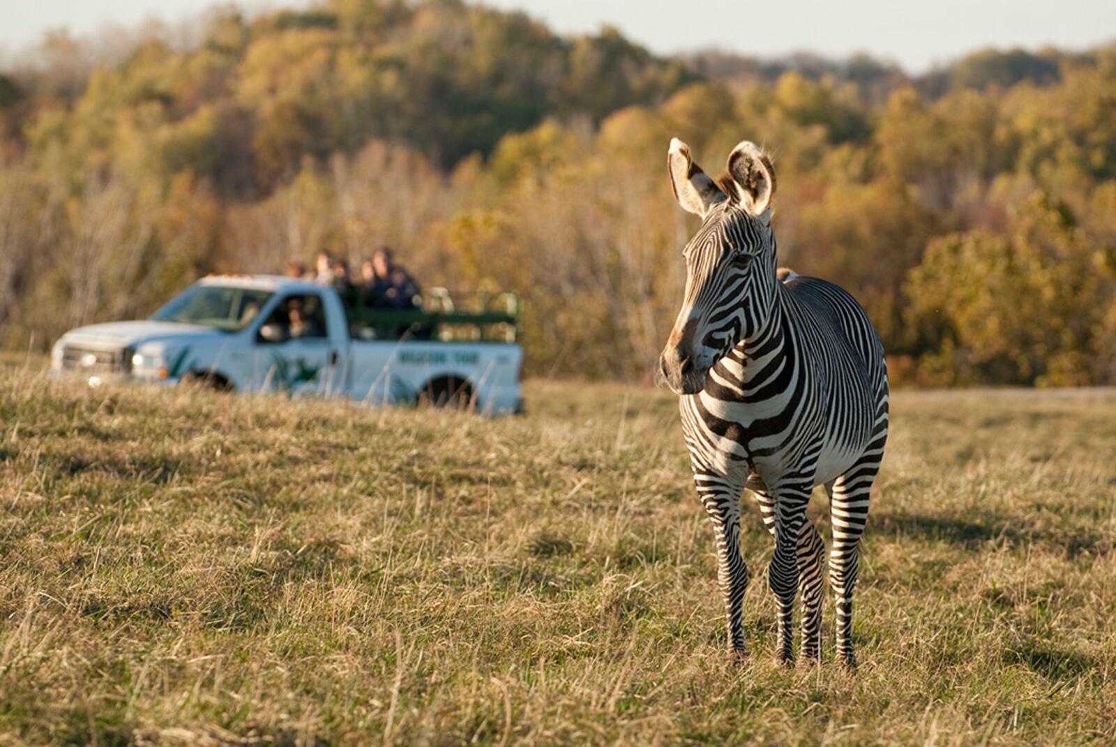 Zebra and The Wildside Tour at The Wilds. credit: Grahm S. Jones, Columbus Zoo and Aquarium