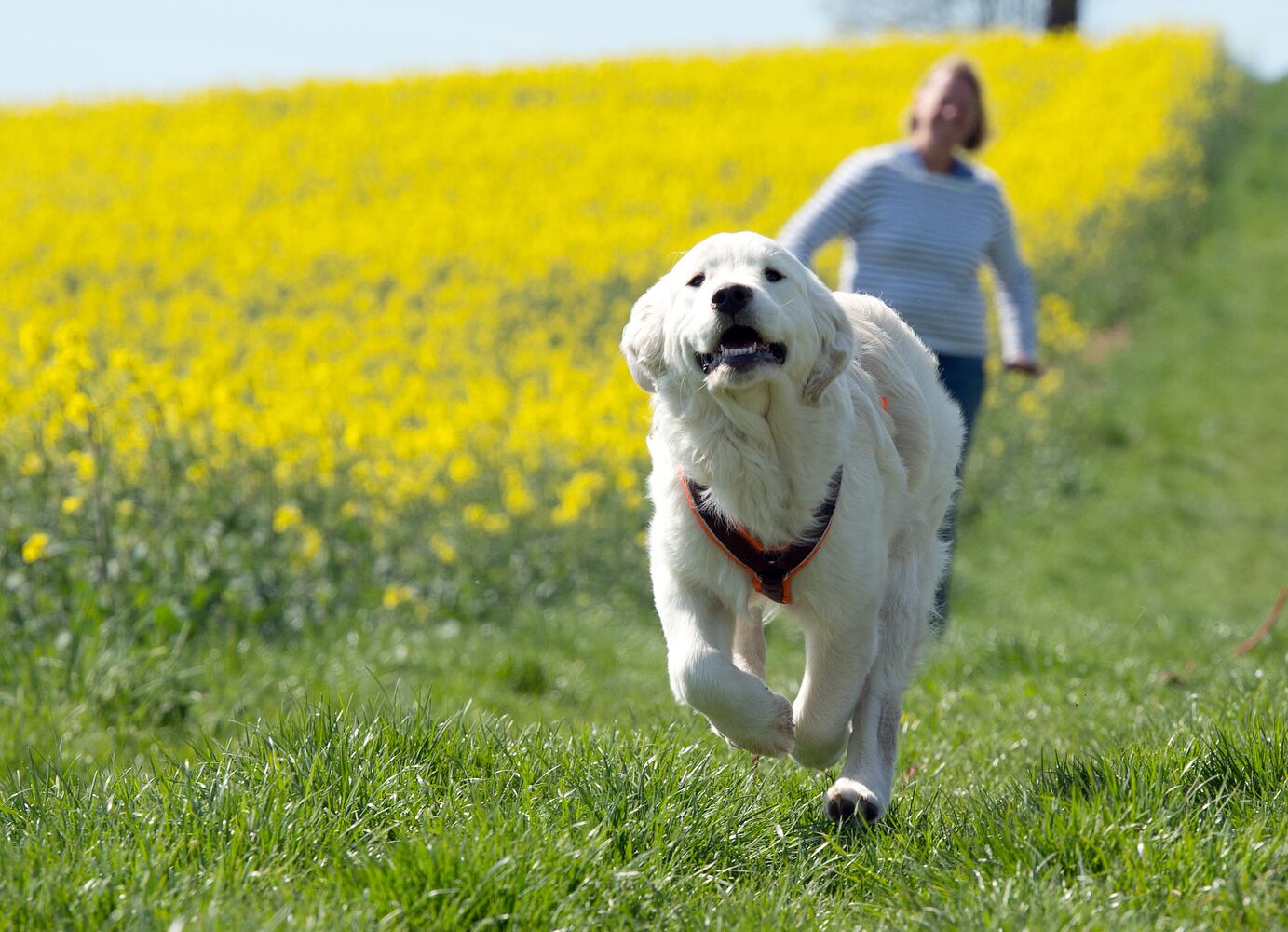 News hounds (4/23/15)