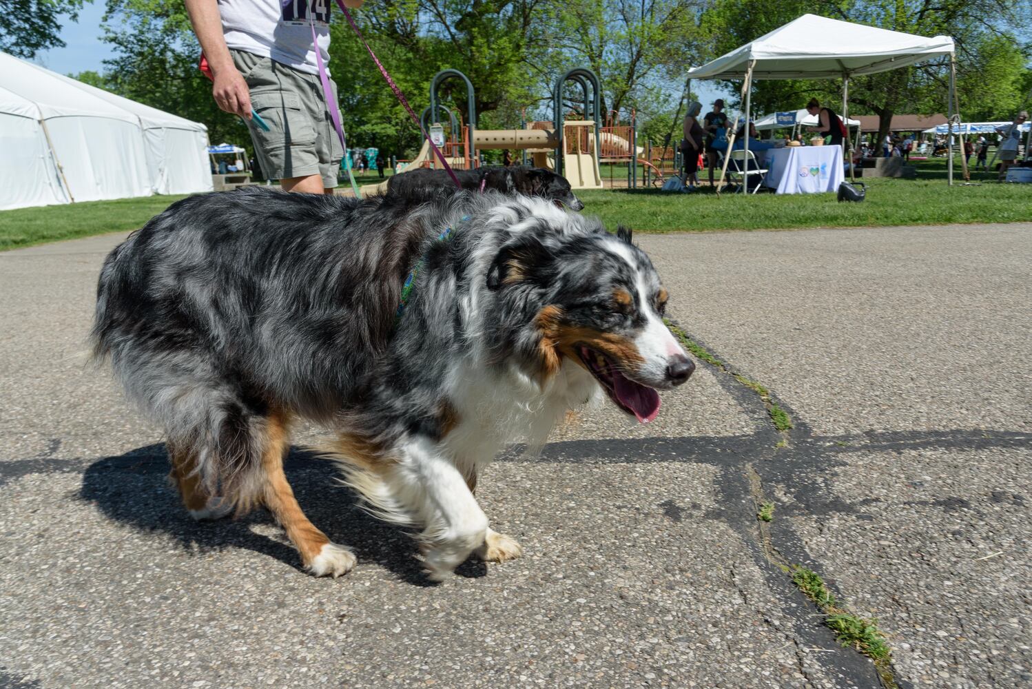 PHOTOS: Did we spot you and your doggie during the Furry Skurry 5K & Furry Fest at Eastwood MetroPark?