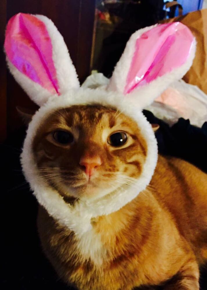 PHOTOS: Local pets ready for Halloween
