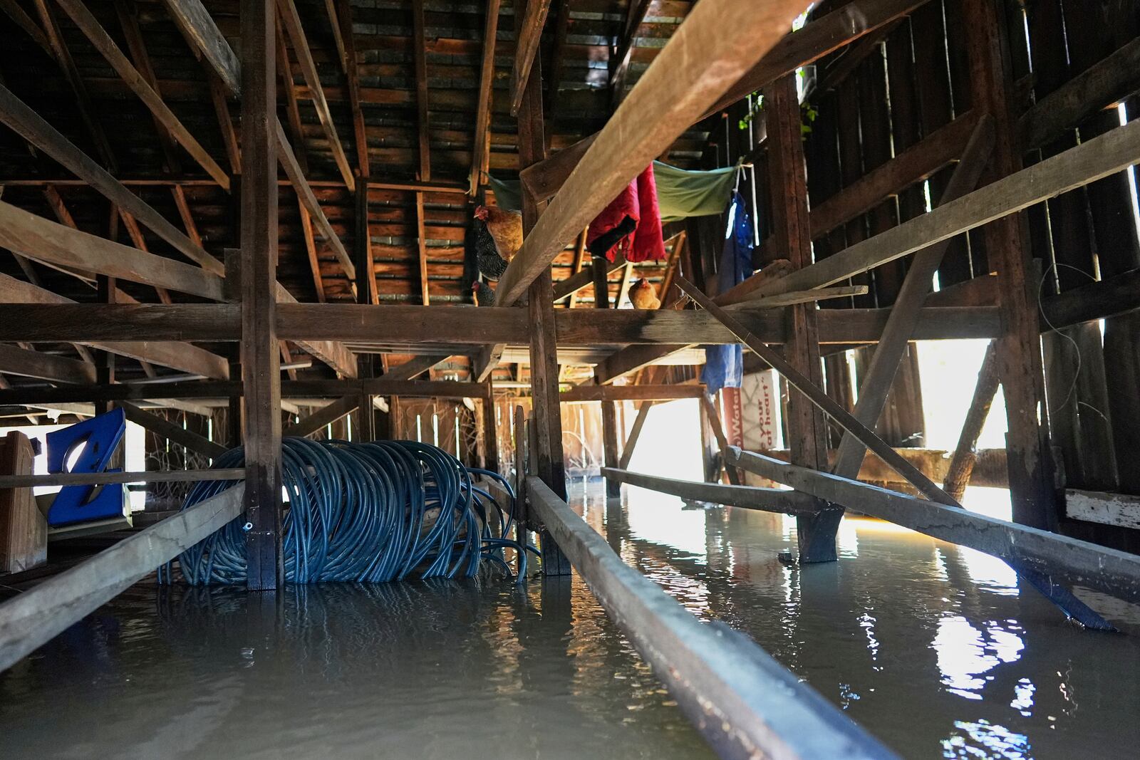 Chickens walk along the rafters of a barn flooded by the Kentucky River in Lockport, Ky., Tuesday, April 8, 2025. (AP Photo/Carolyn Kaster)